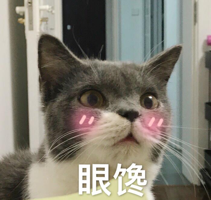 坏猫 - 韩笑 | 坏猫 cover 封面
