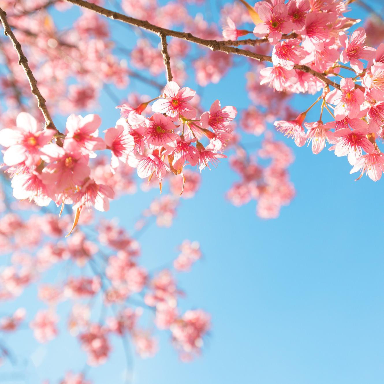 桜+OK绷（中日双声道）（翻自 FUNKY MONKEY BABYS） - 麦吉_Maggie | 桜+OK绷（中日双声道）（翻自 FUNKY MONKEY BABYS） cover 封面
