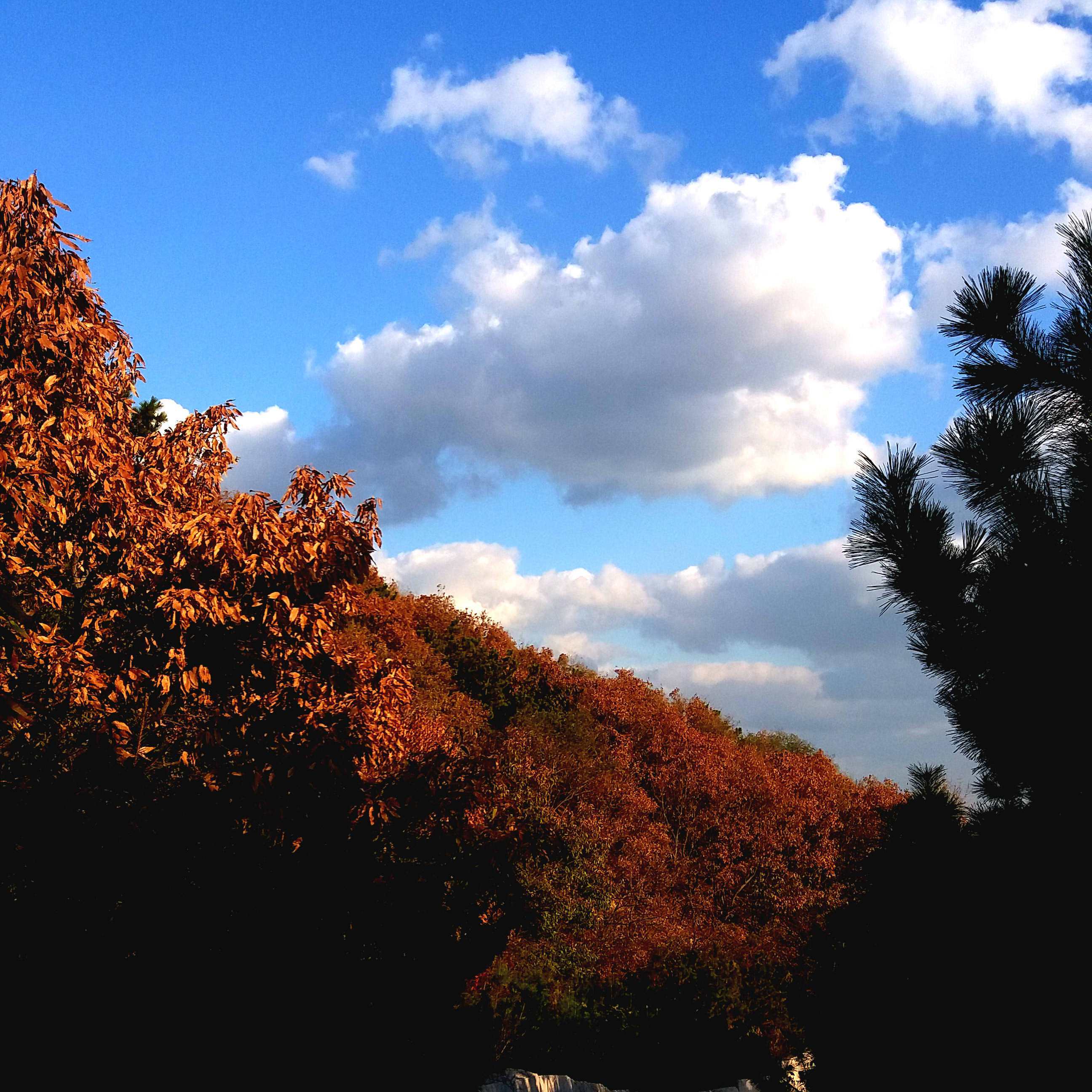 season - Revol | season cover 封面