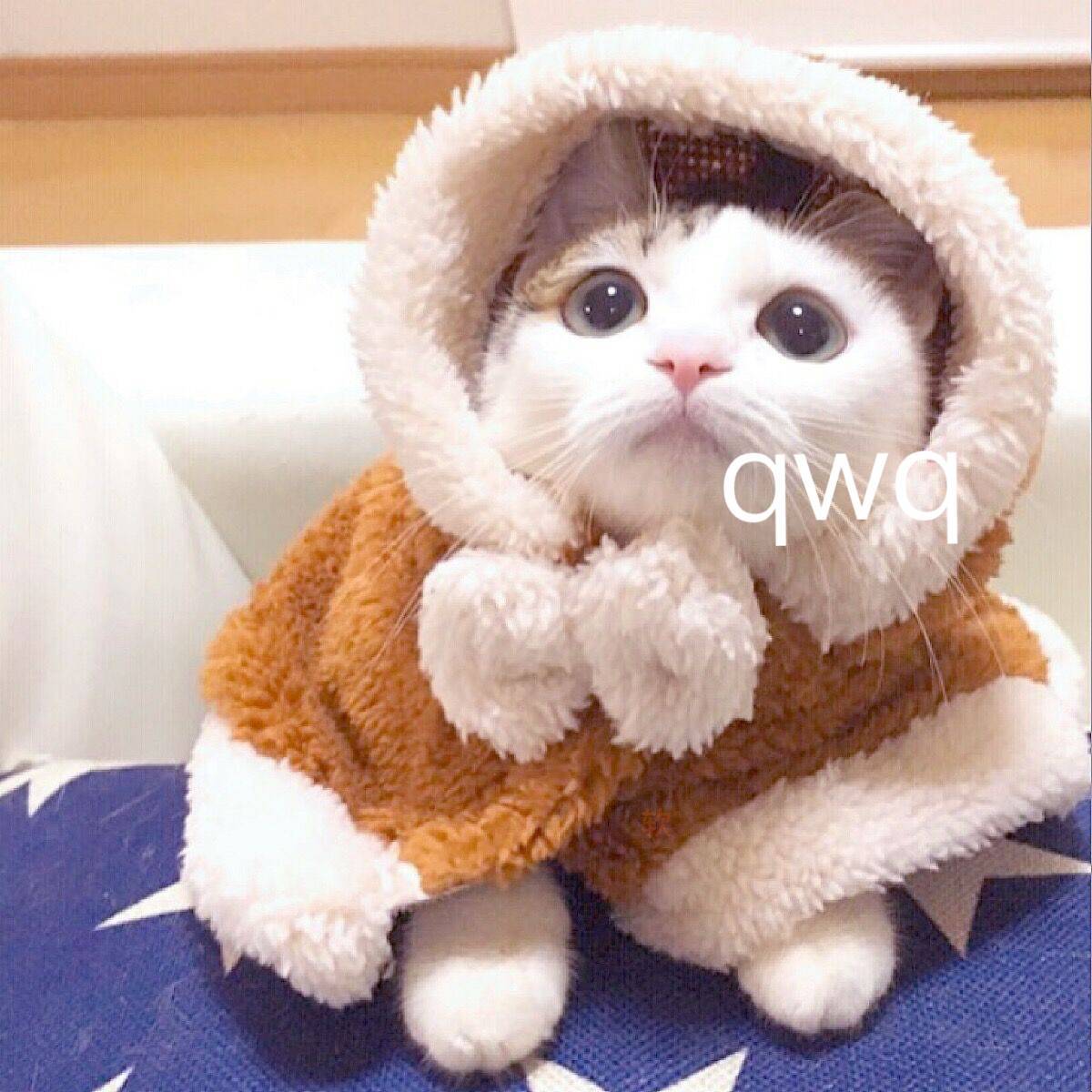 眉间雪（Cover 晴愔） - 锦零 | 眉间雪（Cover 晴愔） cover 封面